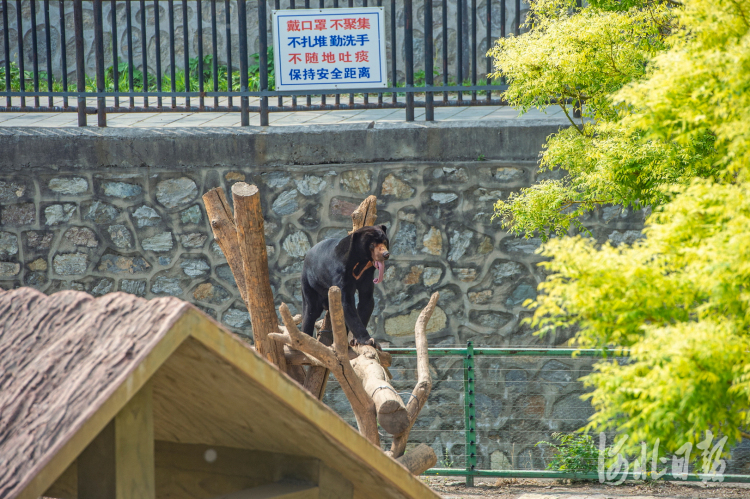 河北石家莊動物園“添丁”新生“萌寶”五一正式亮相