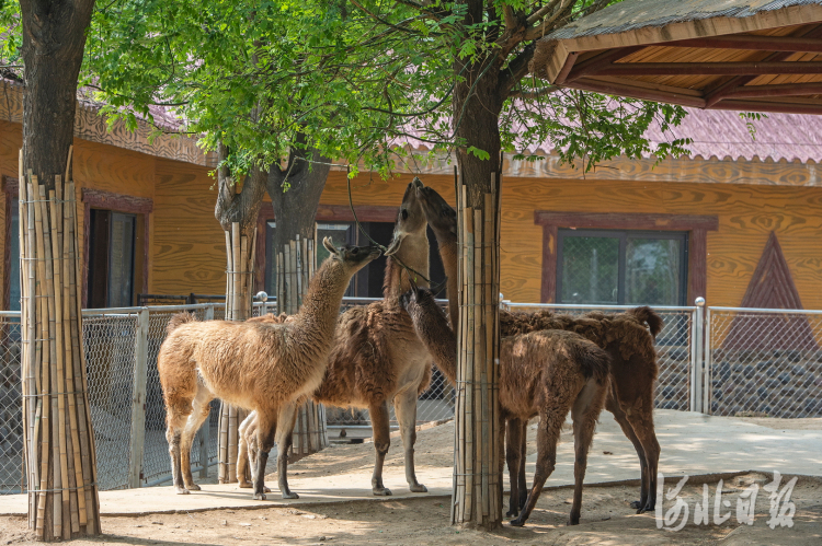 河北石家莊動物園“添丁”新生“萌寶”五一正式亮相