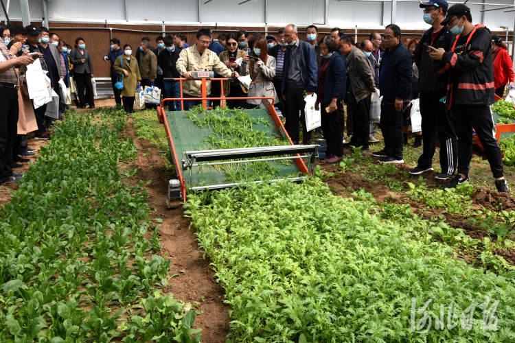 河北石家莊：蔬菜生産新裝備集中亮相