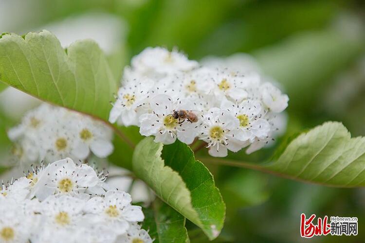 河北清河：山楂花開迎客來