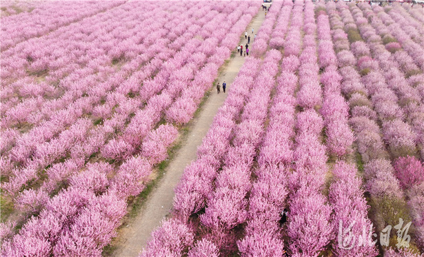 河北石家莊：賞花踏青春意濃