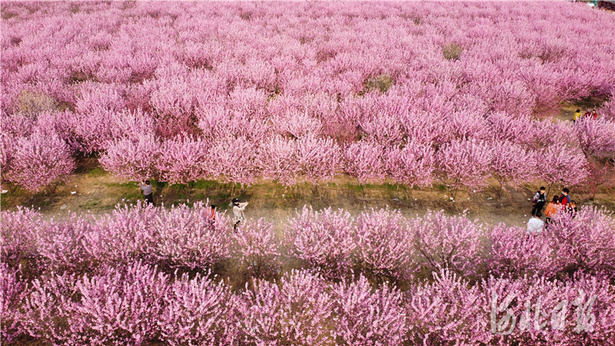 河北石家莊：賞花踏青春意濃