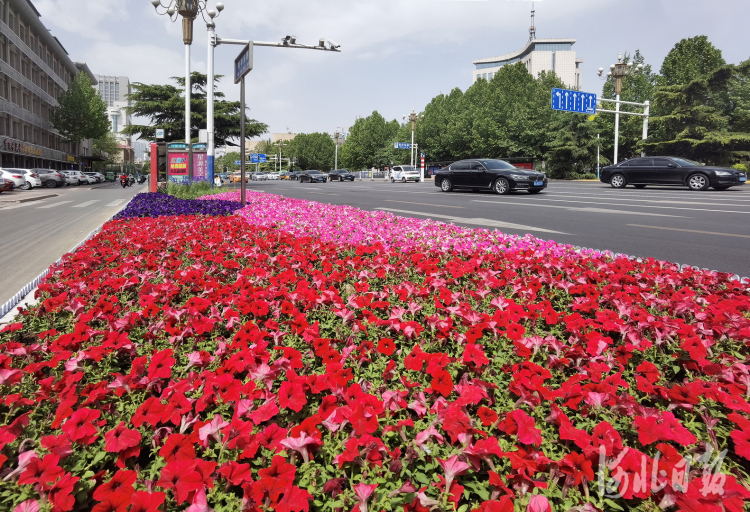 河北石家莊：鮮花扮靚街道