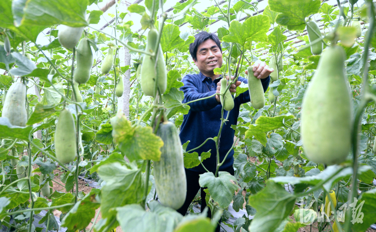 河北邯鄲：特色種植促農增收