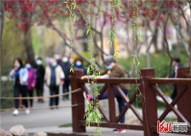 【雲上賞春】河北：草長鶯飛春光好