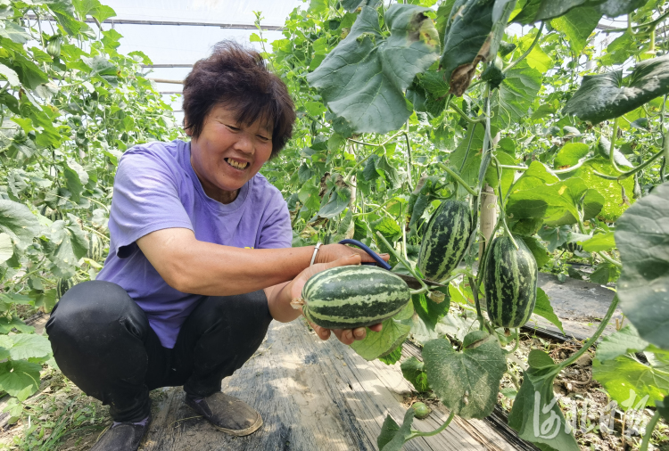 河北河間：訂單農業助農增收