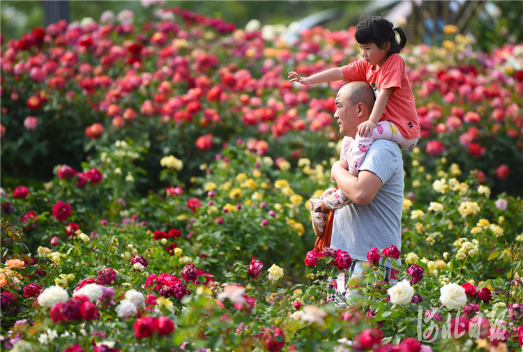 河北廊坊：漫步月季花園 暢享幸福生活