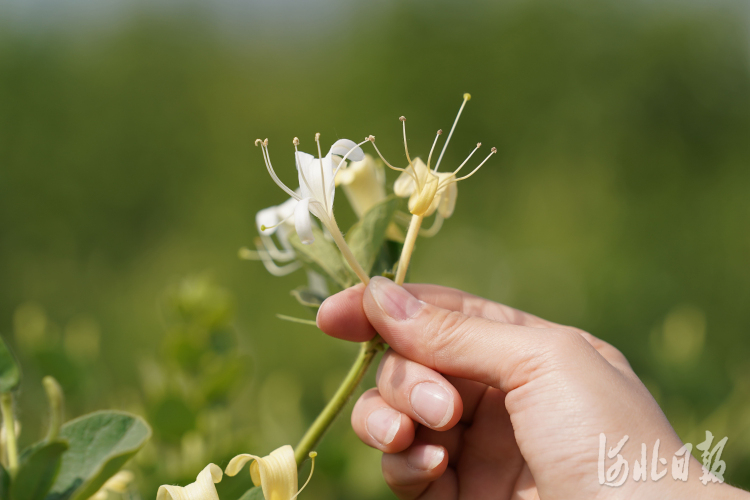 河北巨鹿：金銀花 富農家