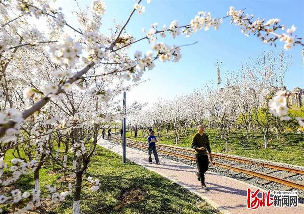 河北大廠：千畝櫻花醉遊人