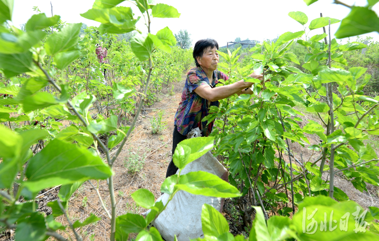 河北臨城：種桑養蠶助農致富