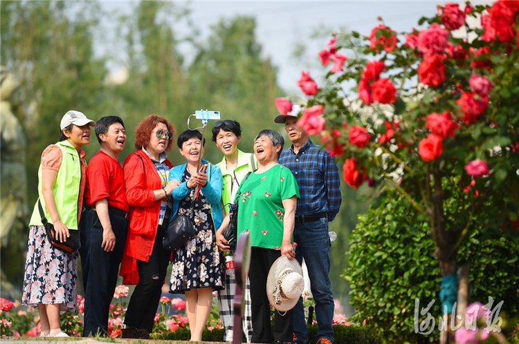 河北廊坊：漫步月季花園 暢享幸福生活