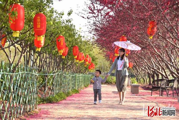 【雲上賞春】河北：賞春花海間