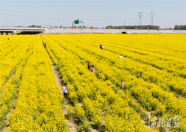 河北石家莊：油菜花開樂享春光