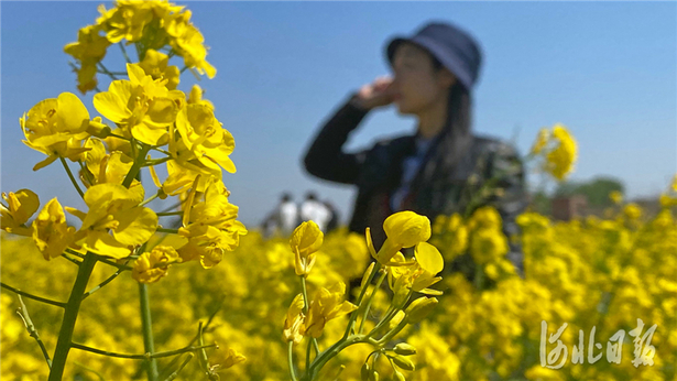 河北石家莊：油菜花開樂享春光