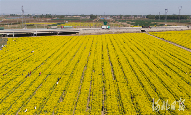 河北石家莊：油菜花開樂享春光