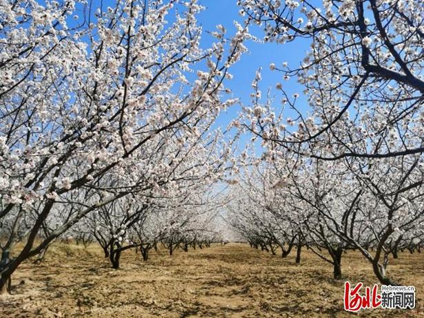 萬畝杏花笑春風！第十四屆“中國·泥河灣杏花節”在河北陽原縣開幕