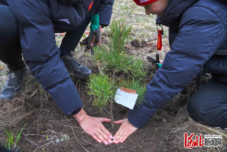 河北：塞罕壩林海添新綠