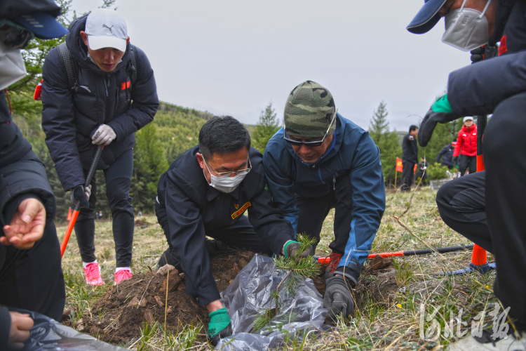 河北：塞罕壩林海添新綠