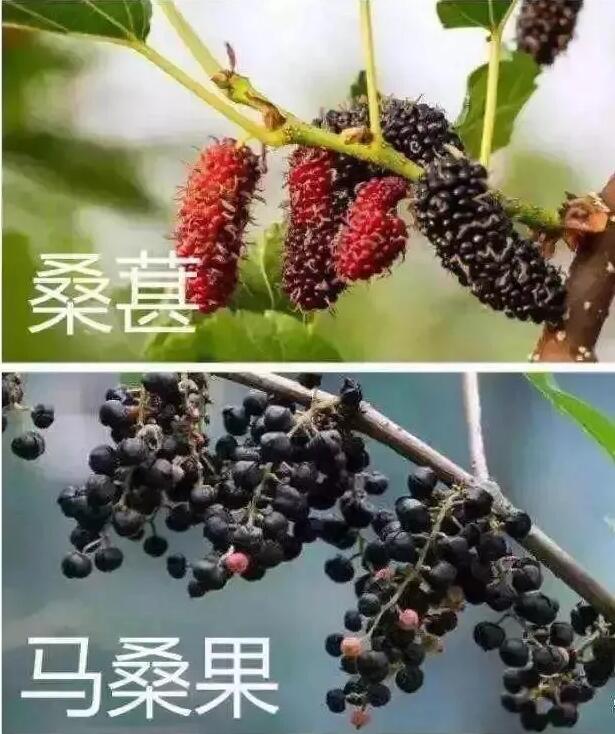 科普｜吃桑葚幹可以解酒？桑葚上市，謠言也來了