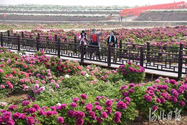 河北邯鄲：“花樣”經濟鋪就致富路