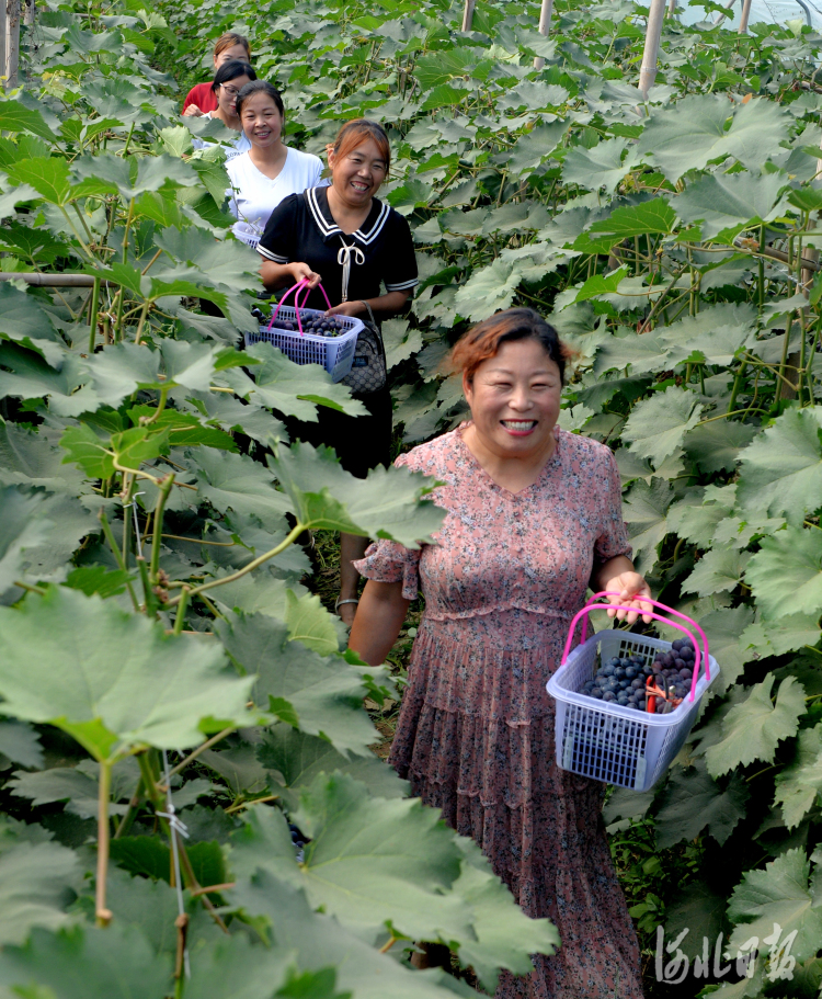 河北隆堯：支部引領助力鄉村振興