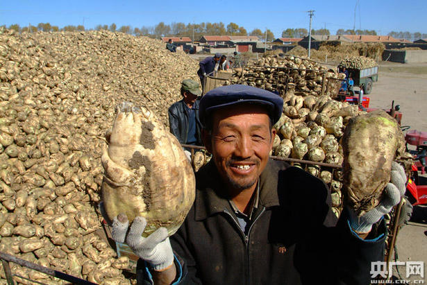 河北張北：戶戶有增收産業 人人有增收門路