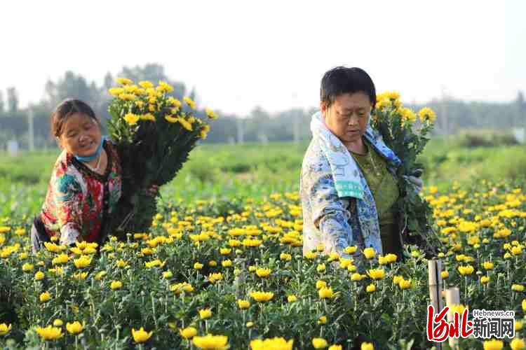 河北臨西：菊花采收忙