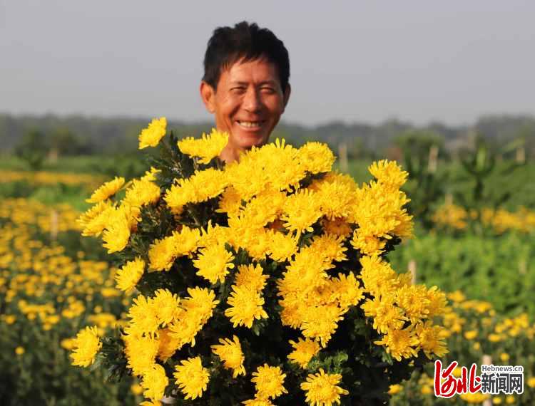 河北臨西：菊花采收忙