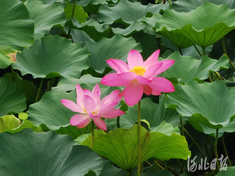 河北石家莊：夏日荷花別樣紅