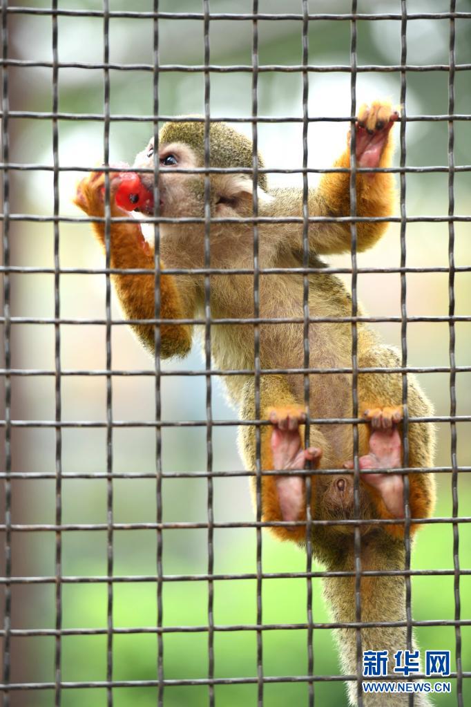 河北石家莊：大暑時節為動物送“清涼”