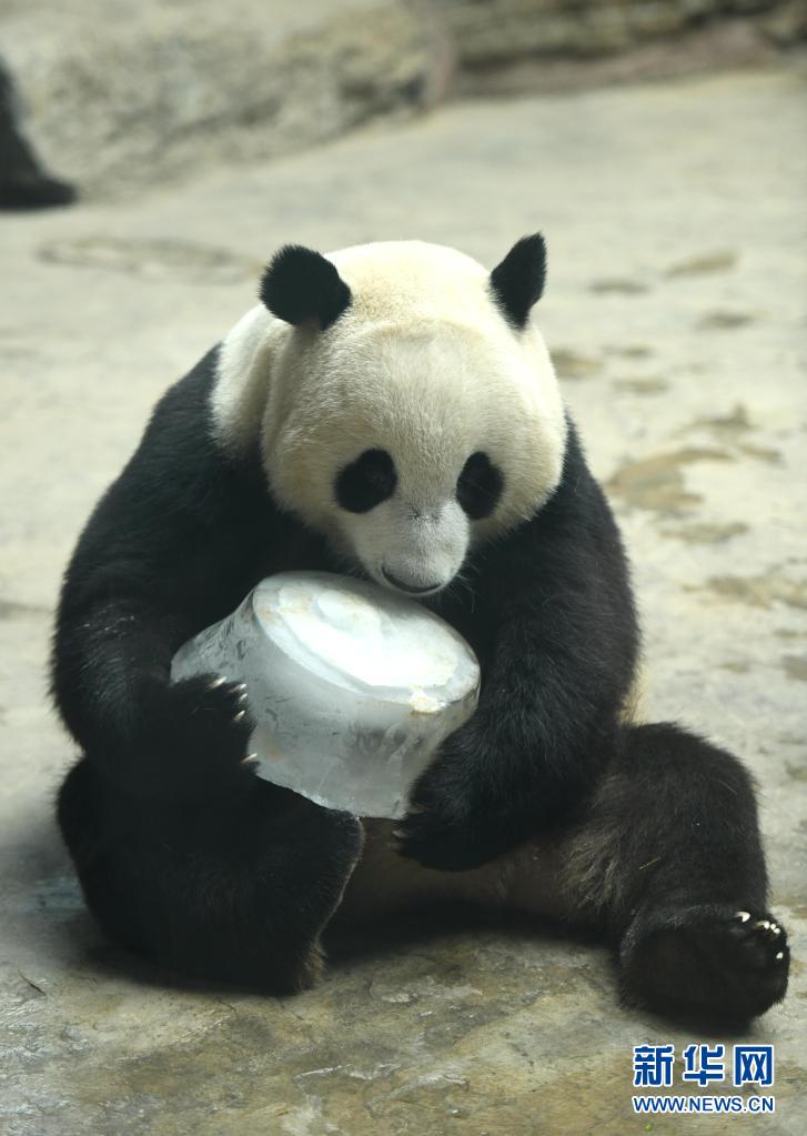 河北石家莊：大暑時節為動物送“清涼”