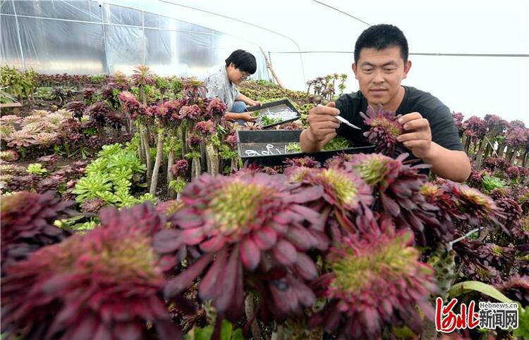 河北平鄉：特色種植拓寬農民致富路