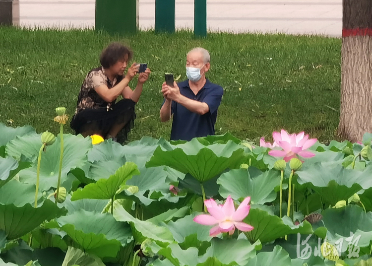 河北石家莊：夏日荷花別樣紅