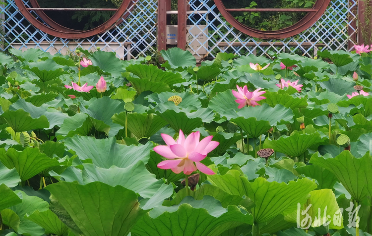 河北石家莊：夏日荷花別樣紅