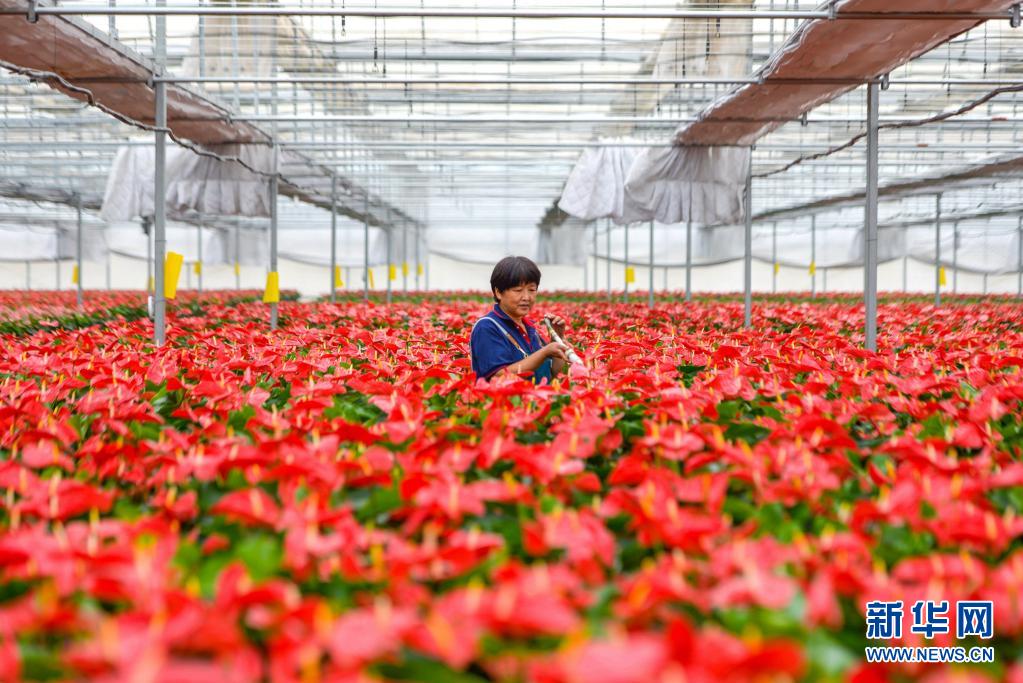 河北魏縣：發展花卉經濟助農增收