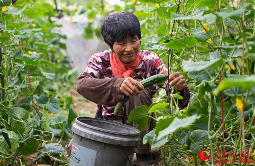 河北棗強：訂單黃瓜助農增收