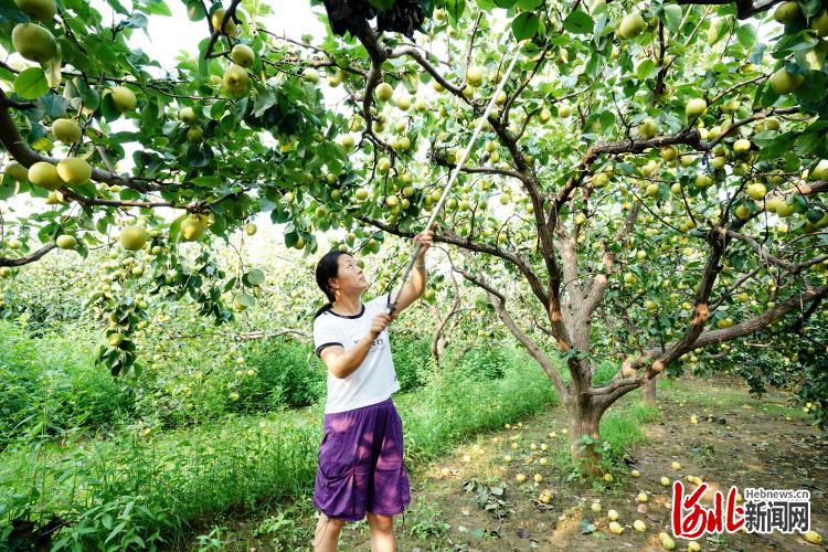 河北：特色種植富農家