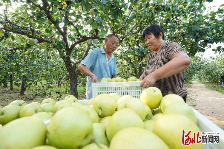 河北：特色種植富農家