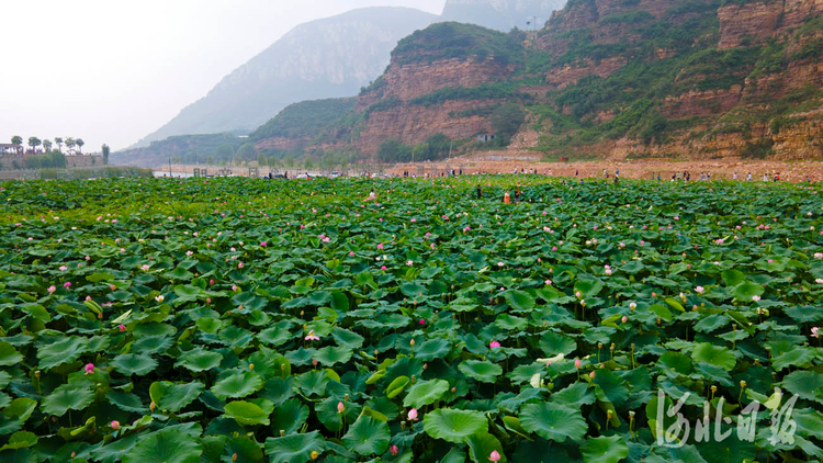 河北沙河：荷塘美景引客來