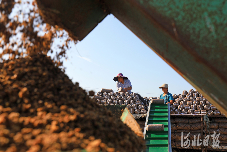 河北灤南：機裝菌袋助增收