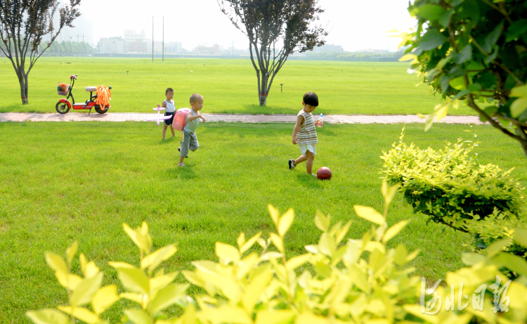 河北安國：出門見綠色 舉步聞花香