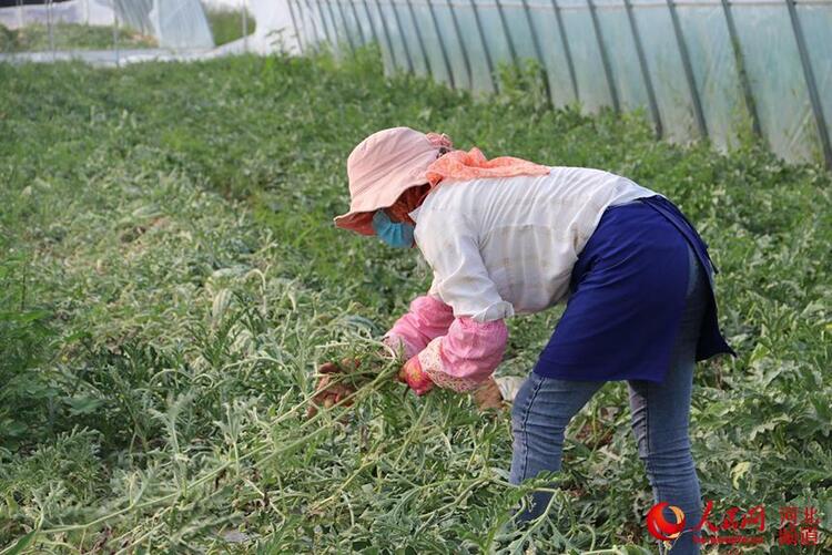 河北張北：麒麟西瓜助力鄉村振興