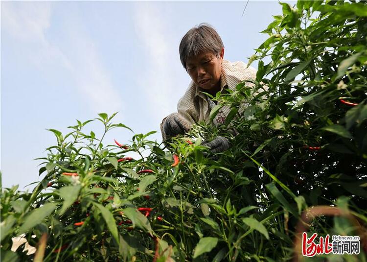 河北廣宗：紅火辣椒 紅火日子