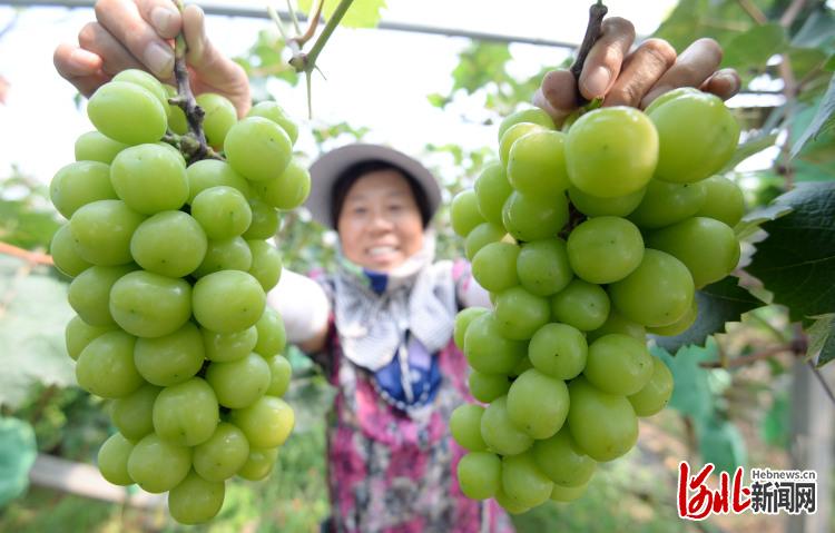 河北邯鄲：葡萄園裏結滿致富“金串串”