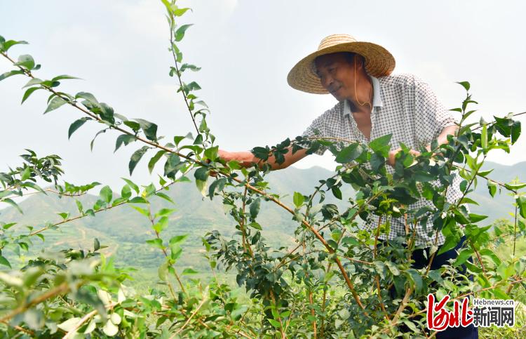 河北讚皇：小連翹助農增收