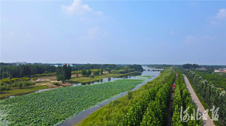 河北威縣：河清岸綠生態美