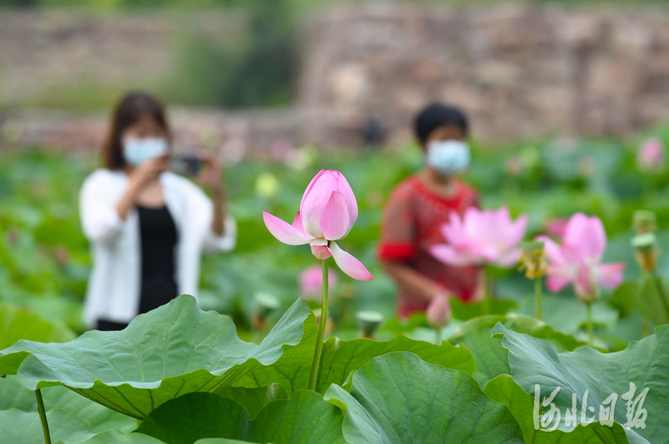 河北沙河：荷塘美景引客來