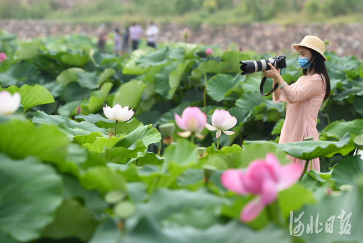 河北沙河：荷塘美景引客來