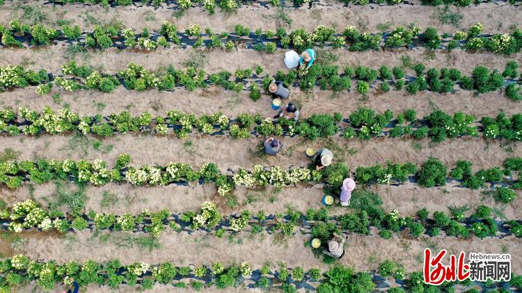 河北張家口宣化區：金秋採菊