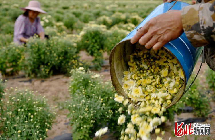 河北張家口宣化區：金秋採菊